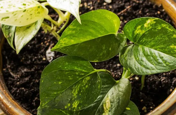 pothos